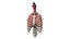 Human Ribcage and Respiratory System