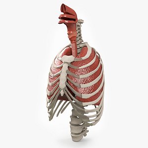 3D Human Ribcage and Respiratory System model