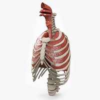Human Ribcage and Respiratory System