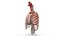 Human Ribcage and Respiratory System