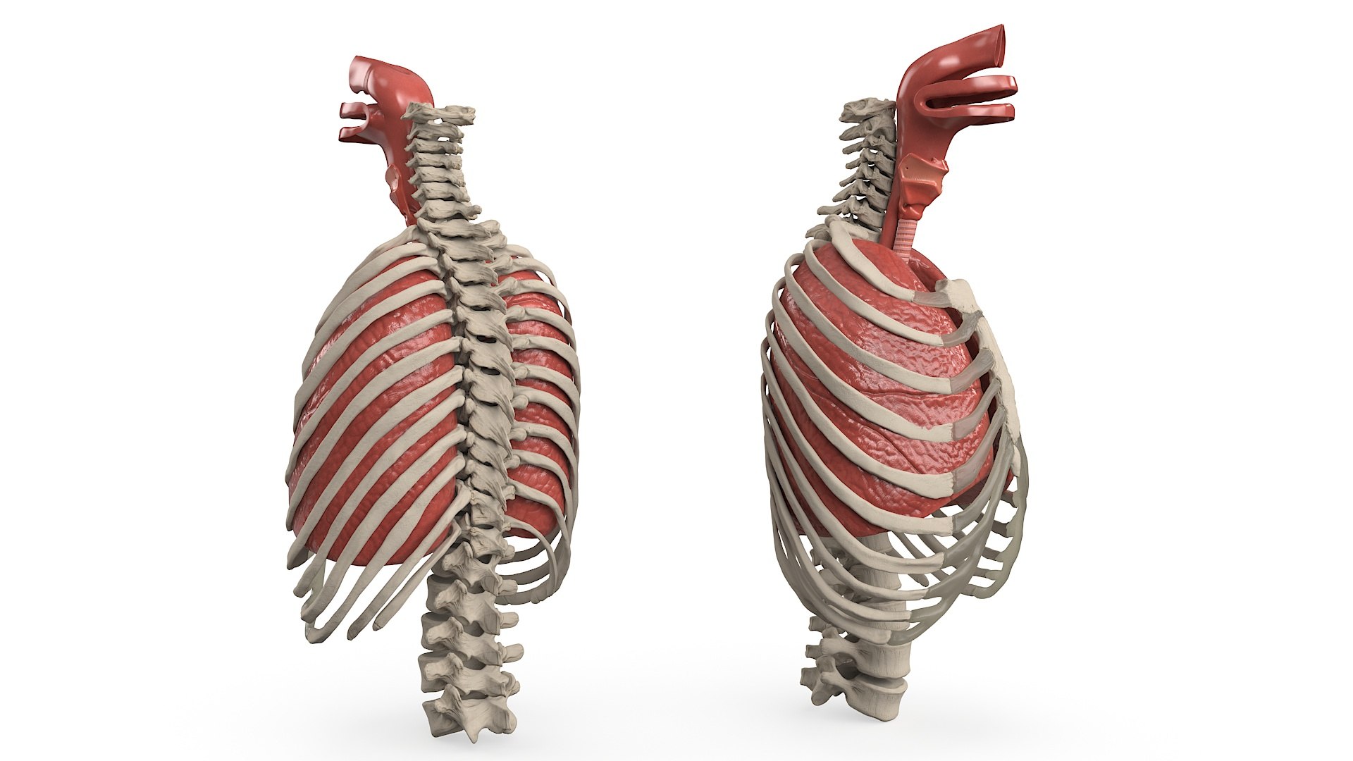 3D Human Ribcage and Respiratory System model https://p.turbosquid.com/ts-thumb/Ug/trhqpC/F3/human_ribcage_and_respiratory_system_006/jpg/1743512418/1920x1080/fit_q87/6b7622b8df332169612795665748ef1c4d2f721f/human_ribcage_and_respiratory_system_006.jpg