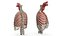 Human Ribcage and Respiratory System