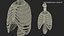Human Ribcage and Respiratory System
