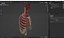 Human Ribcage and Respiratory System