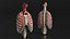 Human Ribcage and Respiratory System