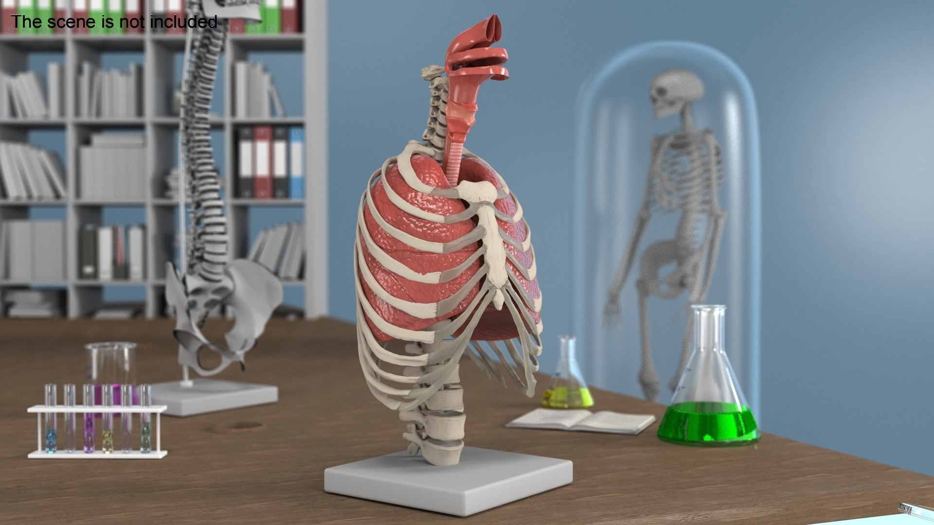 3D Human Ribcage and Respiratory System model https://p.turbosquid.com/ts-thumb/Ug/trhqpC/TZ/human_ribcage_and_respiratory_system_003/jpg/1743512401/1920x1080/fit_q87/bb73e07f7c3fc13b4a7e2bda6540798d32a2a3c5/human_ribcage_and_respiratory_system_003.jpg