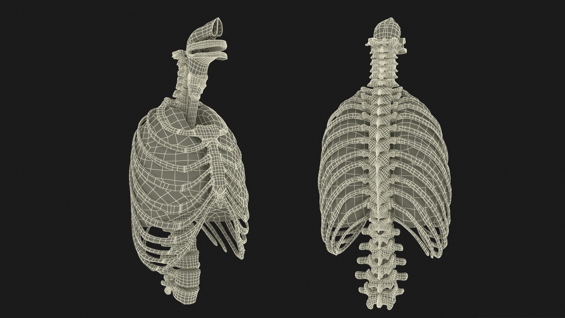 3D Human Ribcage and Respiratory System model https://p.turbosquid.com/ts-thumb/Ug/trhqpC/cr/human_ribcage_and_respiratory_system_014/jpg/1743512463/1920x1080/fit_q87/7c802f953c16a8cdbdba212927c9a3ed0abc2f71/human_ribcage_and_respiratory_system_014.jpg