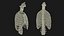 Human Ribcage and Respiratory System