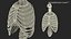 Human Ribcage and Respiratory System