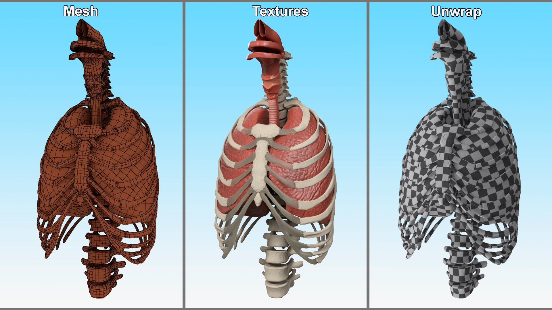 3D Human Ribcage and Respiratory System model https://p.turbosquid.com/ts-thumb/Ug/trhqpC/t6/human_ribcage_and_respiratory_system_008/jpg/1743512430/1920x1080/fit_q87/f9844d6e1807010e029bbd78e2e77b4d43b3e477/human_ribcage_and_respiratory_system_008.jpg