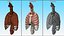Human Ribcage and Respiratory System