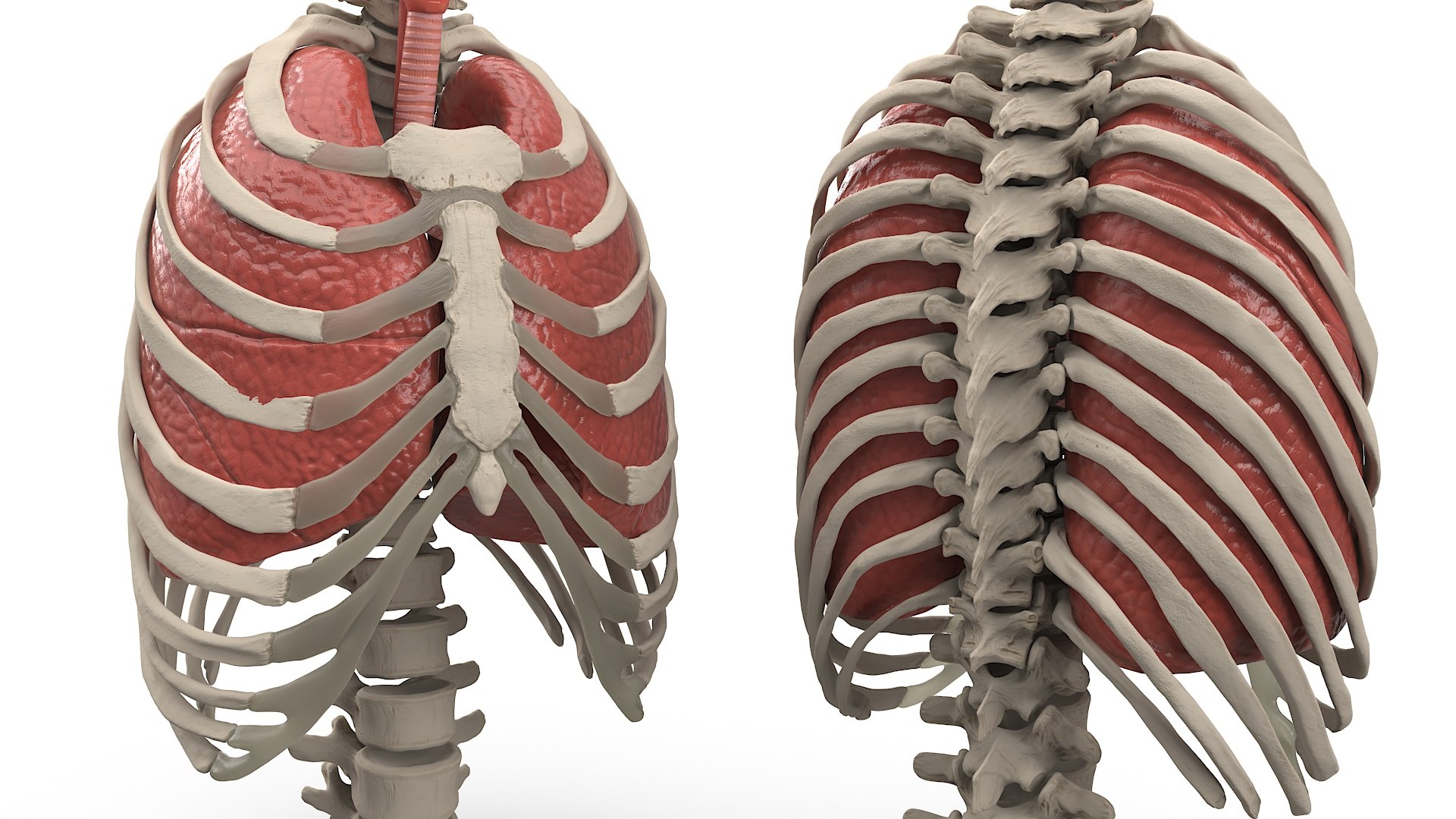 3D Human Ribcage And Respiratory System Model - TurboSquid 2385995