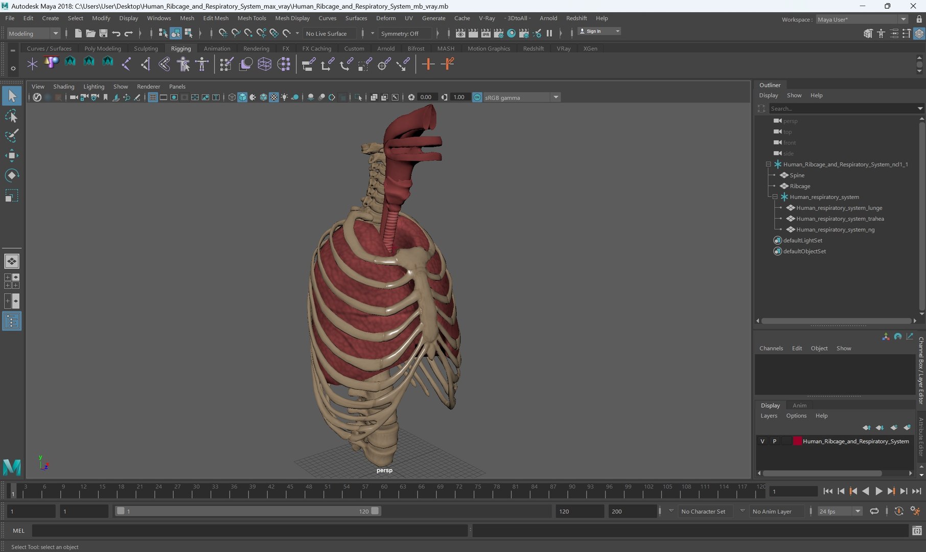 3D Human Ribcage and Respiratory System model https://p.turbosquid.com/ts-thumb/Ug/trhqpC/xa/human_ribcage_and_respiratory_system_1002/jpg/1743512474/1920x1080/fit_q87/d98de5366e2e6b1035184f0dd261c2aa988636d6/human_ribcage_and_respiratory_system_1002.jpg