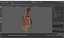 Human Ribcage and Respiratory System