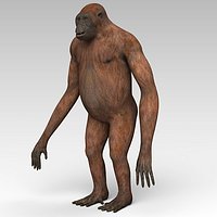 Orangutan