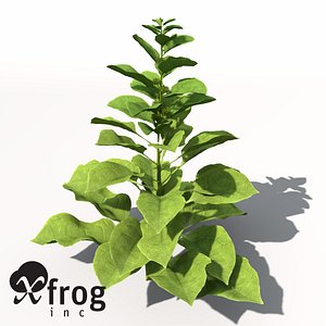 spinach plant 3d model