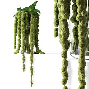 realistic green amaranthus 3D model