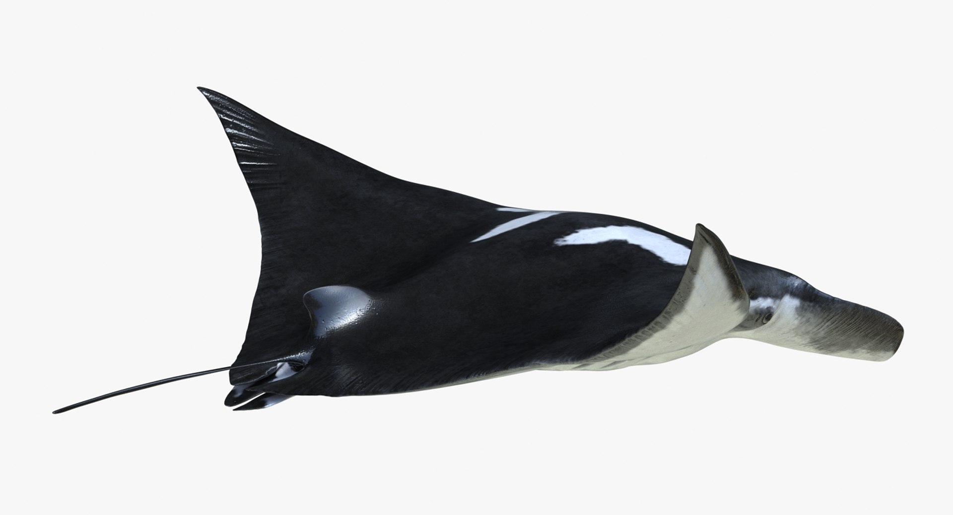 manta pose 2 obj https://p.turbosquid.com/ts-thumb/Uh/GG3raC/EnURnHoy/mantarayc4d3dmodel05/jpg/1475076912/1920x1080/fit_q87/f12095108ceb5d092042102a8622a7bacf56733f/mantarayc4d3dmodel05.jpg