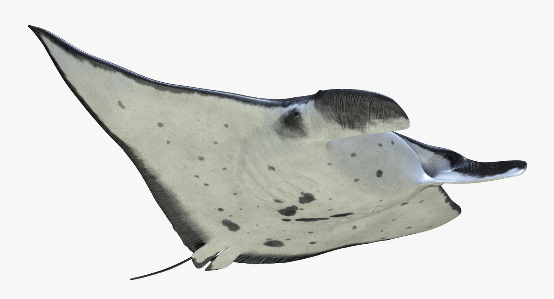 manta pose 2 obj https://p.turbosquid.com/ts-thumb/Uh/GG3raC/H0SO9AIo/mantarayc4d3dmodel03/jpg/1475076912/1920x1080/fit_q87/e8e40bcecb7dd478360e11f2a4071d1d27f16016/mantarayc4d3dmodel03.jpg