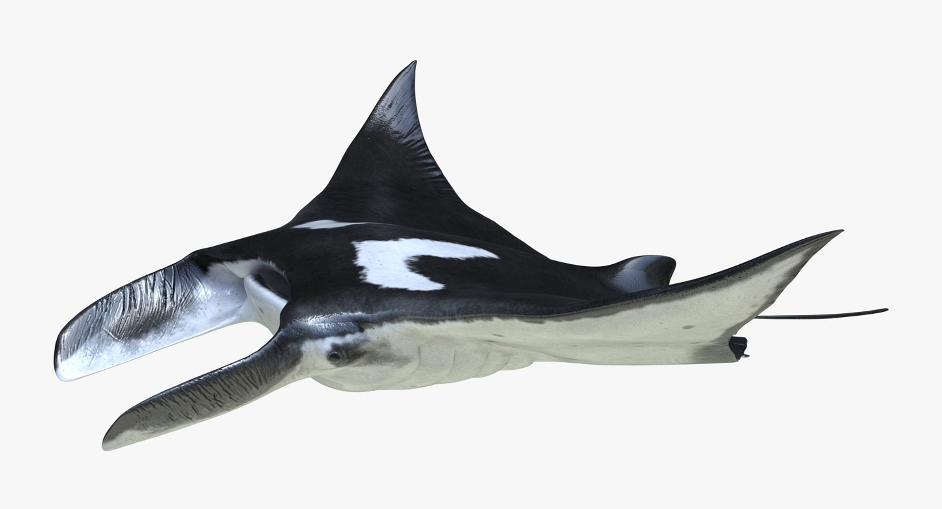manta pose 2 obj https://p.turbosquid.com/ts-thumb/Uh/GG3raC/IDBrD1Ml/mantarayc4d3dmodel06/jpg/1475076912/1920x1080/fit_q87/f1a952d08b3519e3ac1ce96117b39aba1b6fa756/mantarayc4d3dmodel06.jpg