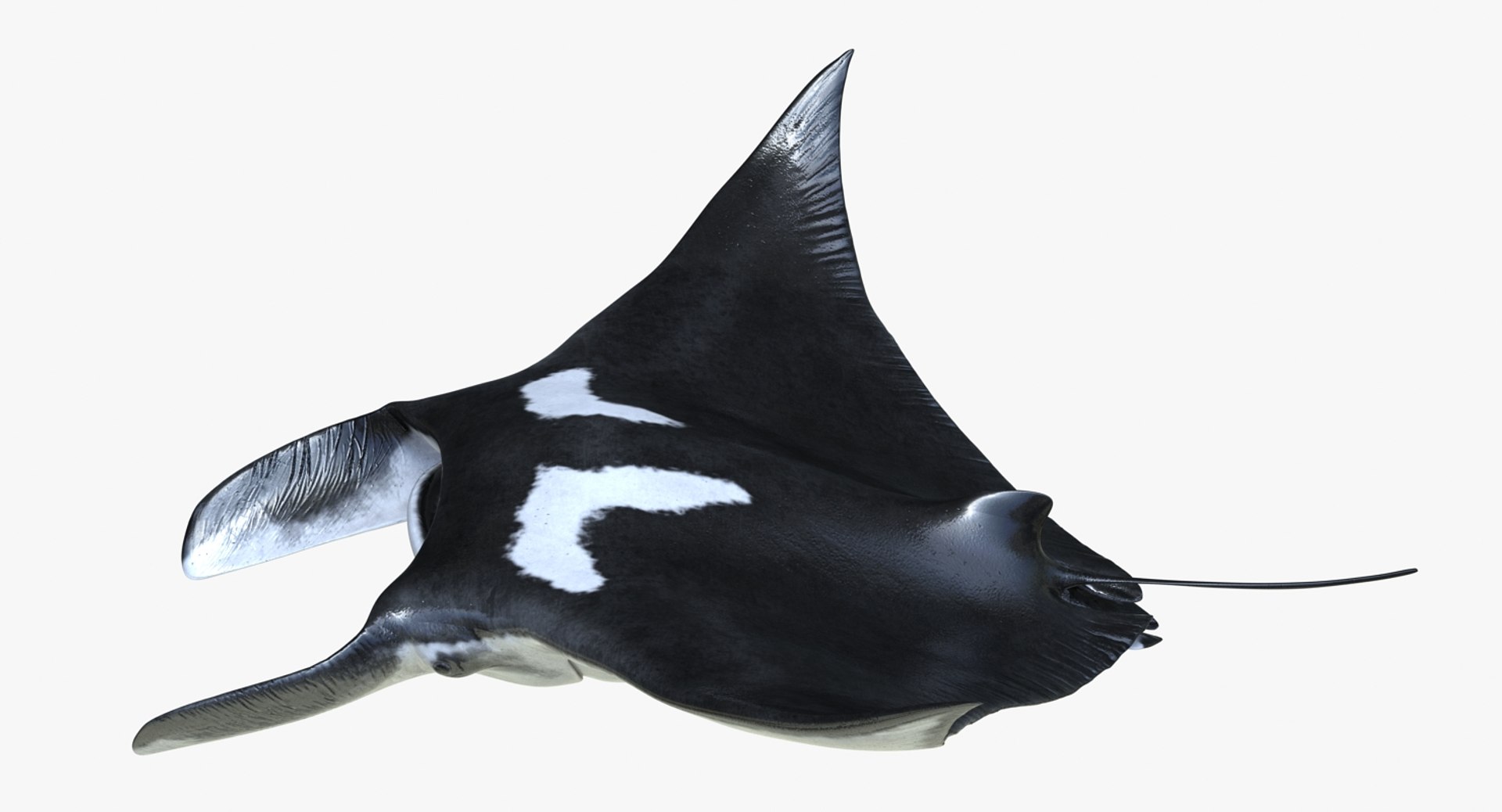 manta pose 2 obj https://p.turbosquid.com/ts-thumb/Uh/GG3raC/Nm6uznRj/mantarayc4d3dmodel08/jpg/1475076912/1920x1080/fit_q87/0f1ef608e6afb670567f579e92d73e551c37491d/mantarayc4d3dmodel08.jpg