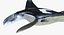 Manta Ray Pose 2
