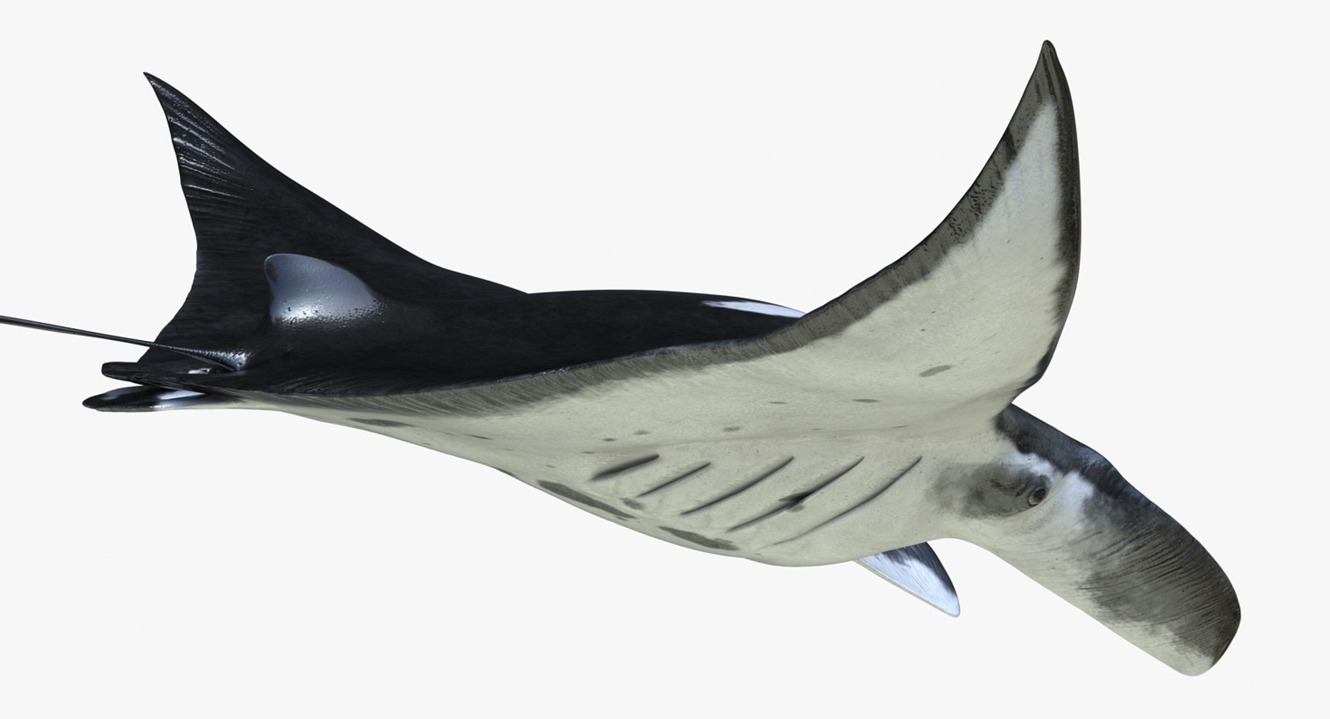 manta pose 2 obj https://p.turbosquid.com/ts-thumb/Uh/GG3raC/ZePPSJNh/mantarayc4d3dmodel11/jpg/1475076912/1920x1080/fit_q87/8c1204a69ec22223aa30e4469da63106f9752bf8/mantarayc4d3dmodel11.jpg