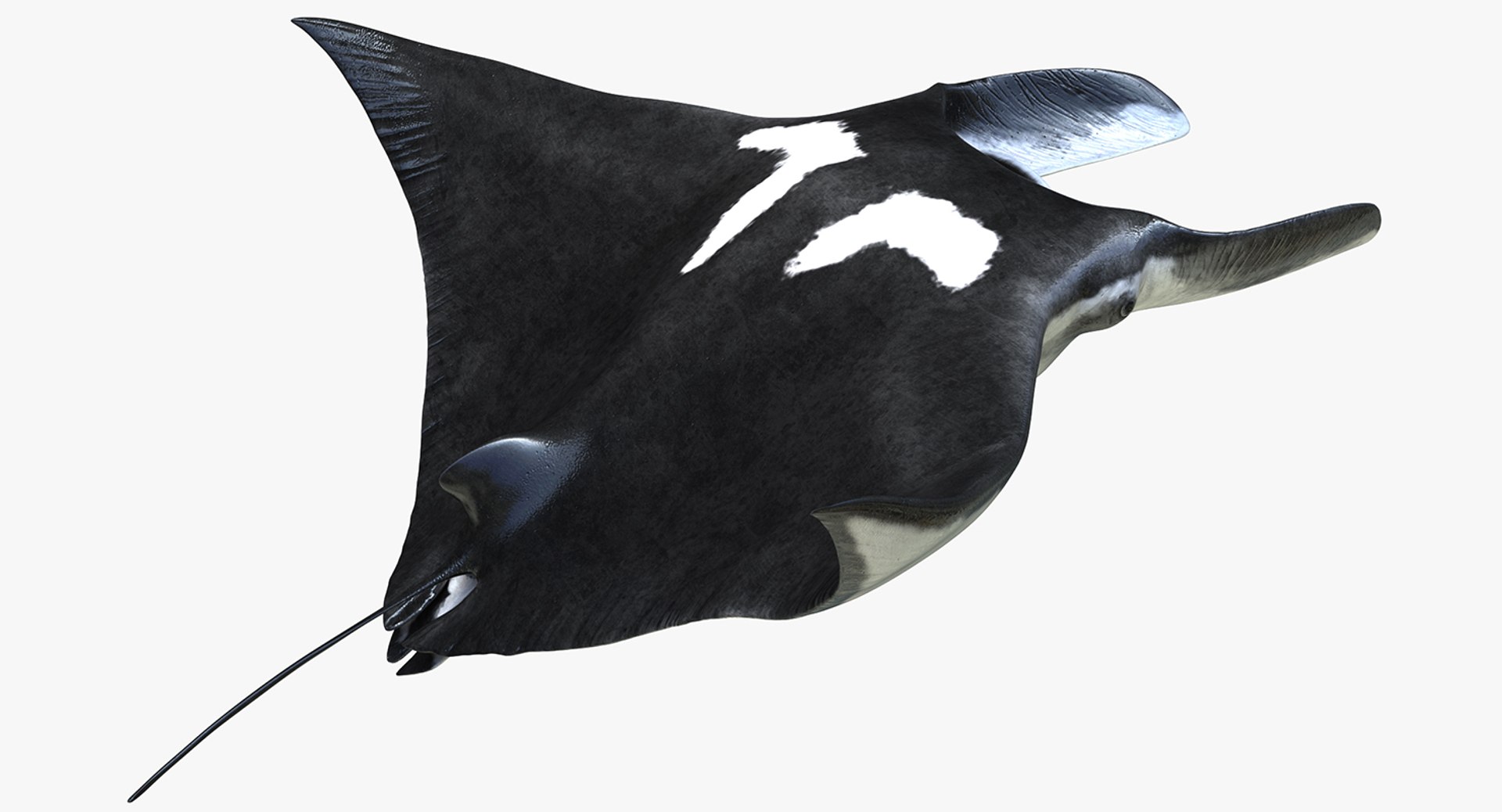 Manta Ray Pose 2 3D model preview