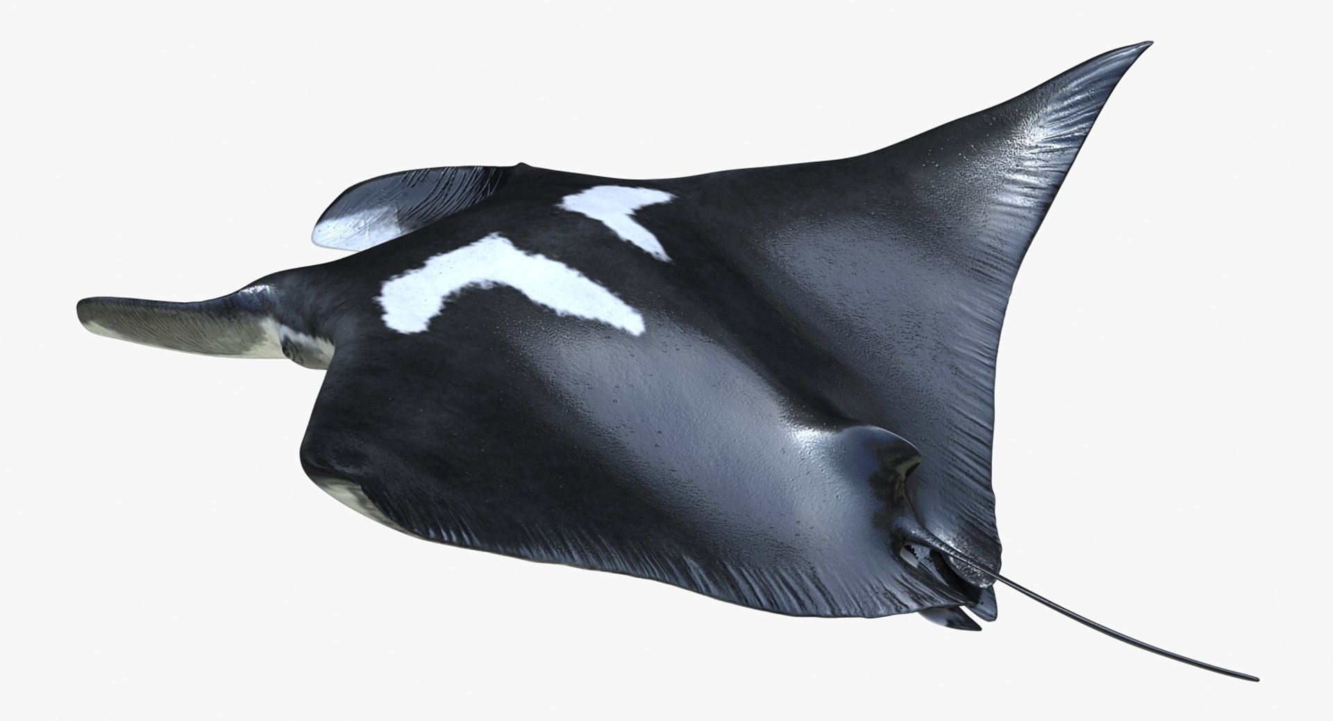 manta pose 2 obj https://p.turbosquid.com/ts-thumb/Uh/GG3raC/iyeYWZ0u/mantarayc4d3dmodel04/jpg/1475076912/1920x1080/fit_q87/4dc0cbfbd8f808d91def00cb35baed1b81818bab/mantarayc4d3dmodel04.jpg