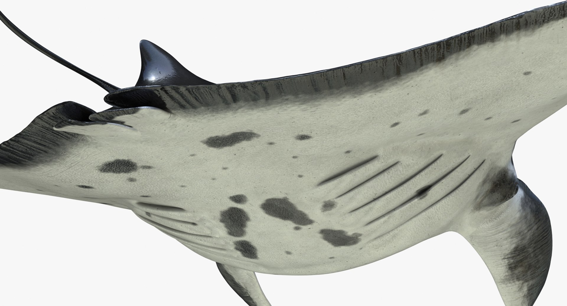 manta pose 2 obj https://p.turbosquid.com/ts-thumb/Uh/GG3raC/vZFGPRm9/mantarayc4d3dmodel15/jpg/1475076912/1920x1080/fit_q87/ca6e6eb1021c2414e91587973171d0ed951280c4/mantarayc4d3dmodel15.jpg