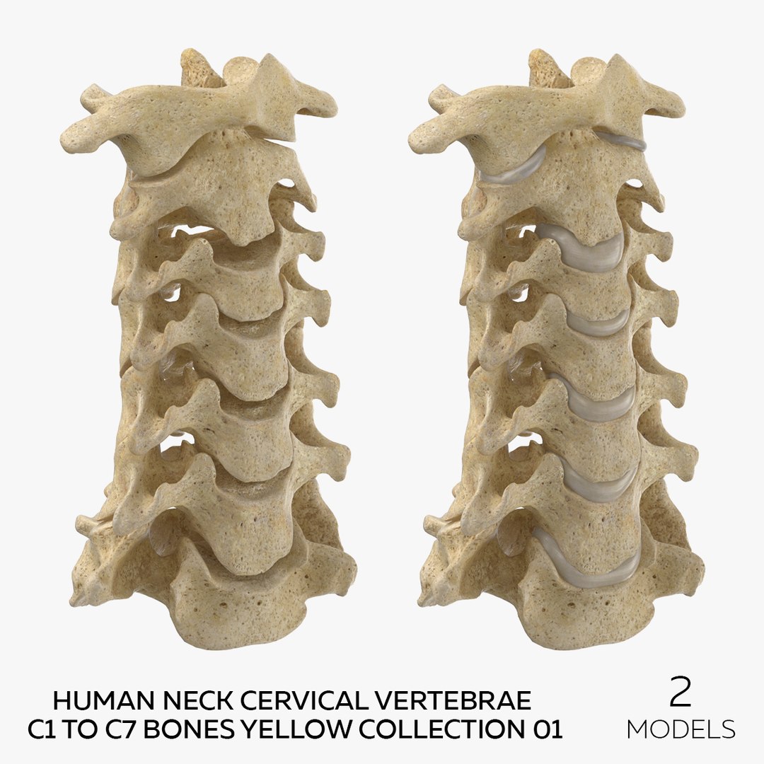 3D Human Neck Cervical Vertebrae C1 to C7 Bones Yellow Collection 01 - 2 models https://p.turbosquid.com/ts-thumb/Uh/JkP8xe/1C/squarecopy/jpg/1657104605/1920x1080/fit_q87/cd6561bdb9bae8b7892f33fa7365dcb6b5d9f45a/squarecopy.jpg