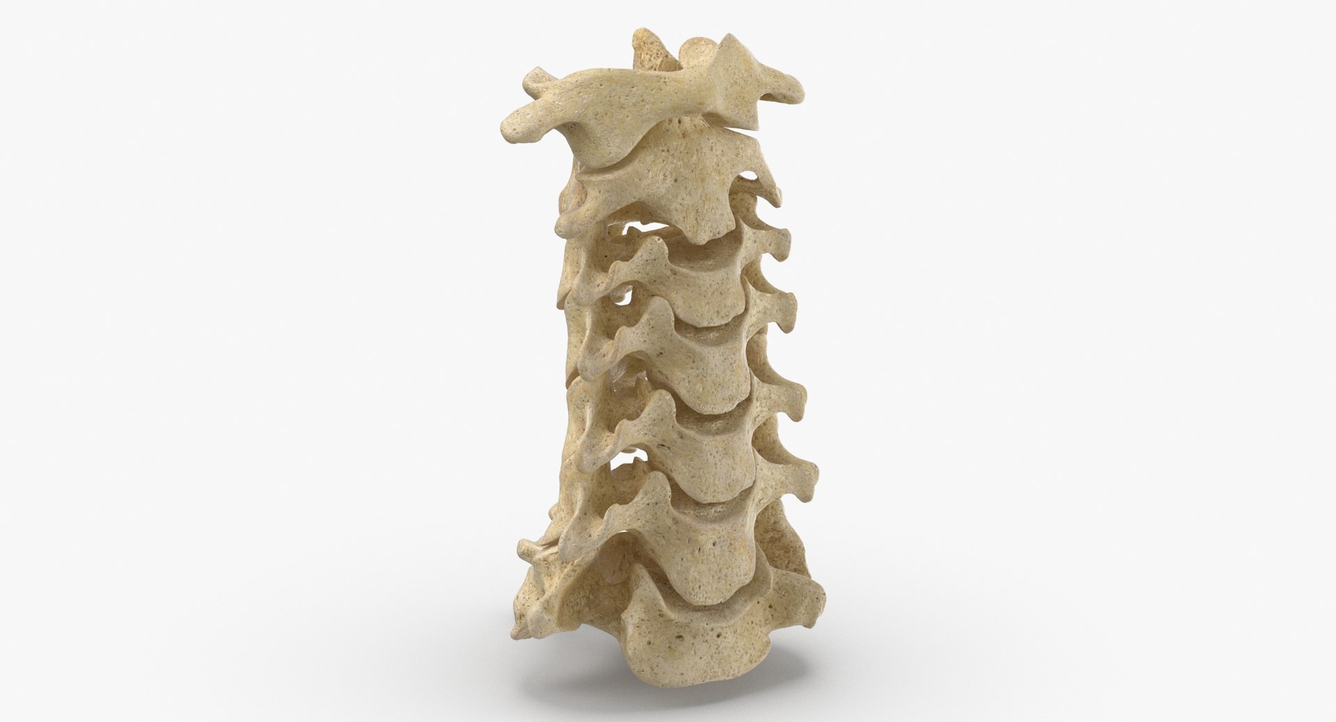 3D Human Neck Cervical Vertebrae C1 to C7 Bones Yellow Collection 01 - 2 models https://p.turbosquid.com/ts-thumb/Uh/JkP8xe/87/human_neck_cervical_vertebrae_c1_to_c7_bones_01_thumbnail_0002/jpg/1657104802/1920x1080/fit_q87/d50203849eef996920a91ab039a65a9c0cacda9e/human_neck_cervical_vertebrae_c1_to_c7_bones_01_thumbnail_0002.jpg