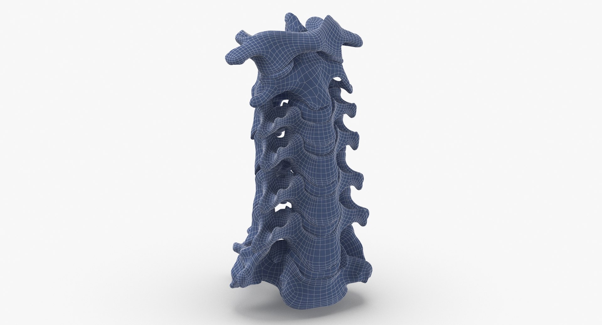 3D Human Neck Cervical Vertebrae C1 to C7 Bones Yellow Collection 01 - 2 models https://p.turbosquid.com/ts-thumb/Uh/JkP8xe/Cj/human_neck_cervical_vertebrae_c1_to_c7_bones_with_intervertibral_disks_01_wireframe_0002/jpg/1657104926/1920x1080/fit_q87/0afebc5a78a0adadf7de59eeda7c7c83804fff42/human_neck_cervical_vertebrae_c1_to_c7_bones_with_intervertibral_disks_01_wireframe_0002.jpg