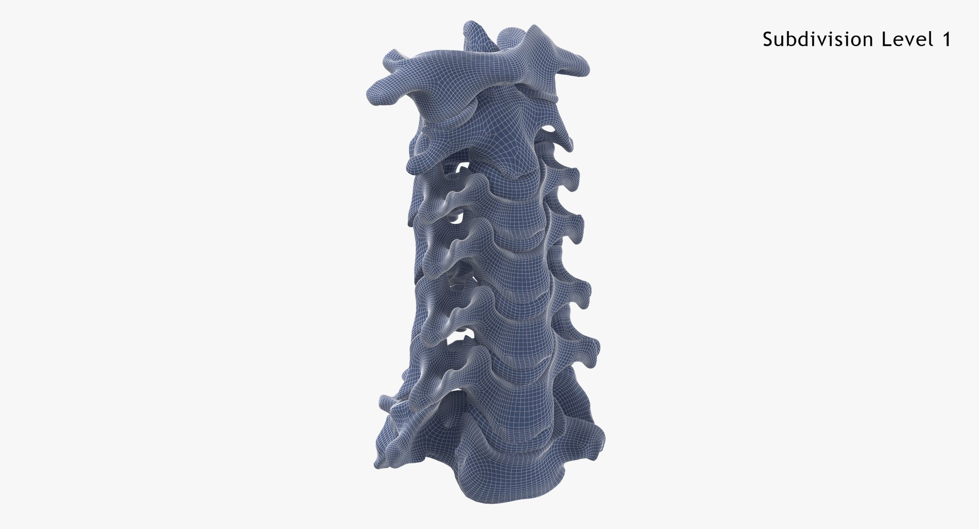 3D Human Neck Cervical Vertebrae C1 to C7 Bones Yellow Collection 01 - 2 models https://p.turbosquid.com/ts-thumb/Uh/JkP8xe/Op/human_neck_cervical_vertebrae_c1_to_c7_bones_with_intervertibral_disks_01_subdiv01_0000/jpg/1657104956/1920x1080/fit_q87/e64003e62241c6c6bb768e83c90f58ca6571d705/human_neck_cervical_vertebrae_c1_to_c7_bones_with_intervertibral_disks_01_subdiv01_0000.jpg
