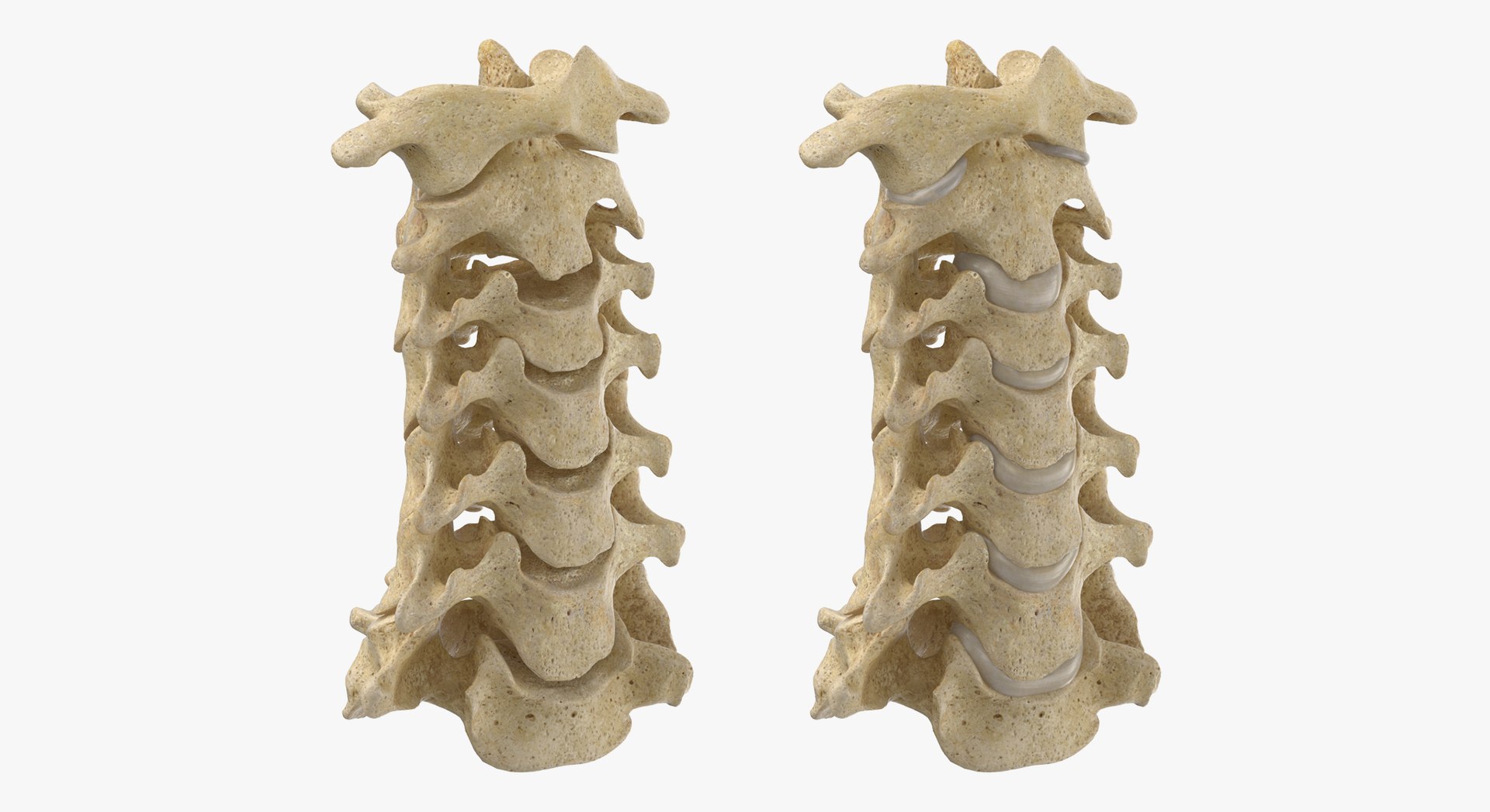 3D Human Neck Cervical Vertebrae C1 to C7 Bones Yellow Collection 01 - 2 models https://p.turbosquid.com/ts-thumb/Uh/JkP8xe/Pw/d6/jpg/1657104759/1920x1080/fit_q87/8a7eeba09e56dfa495c3386e24754bd81b0bbdaf/d6.jpg