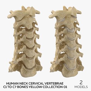 3D Human Neck Cervical Vertebrae C1 to C7 Bones Yellow Collection 01 - 2 models