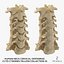 Collo umano Vertebre cervicali da C1 a C7 Bones Yellow Collection 01 - 2 modelli