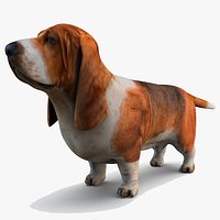Basset Hound
