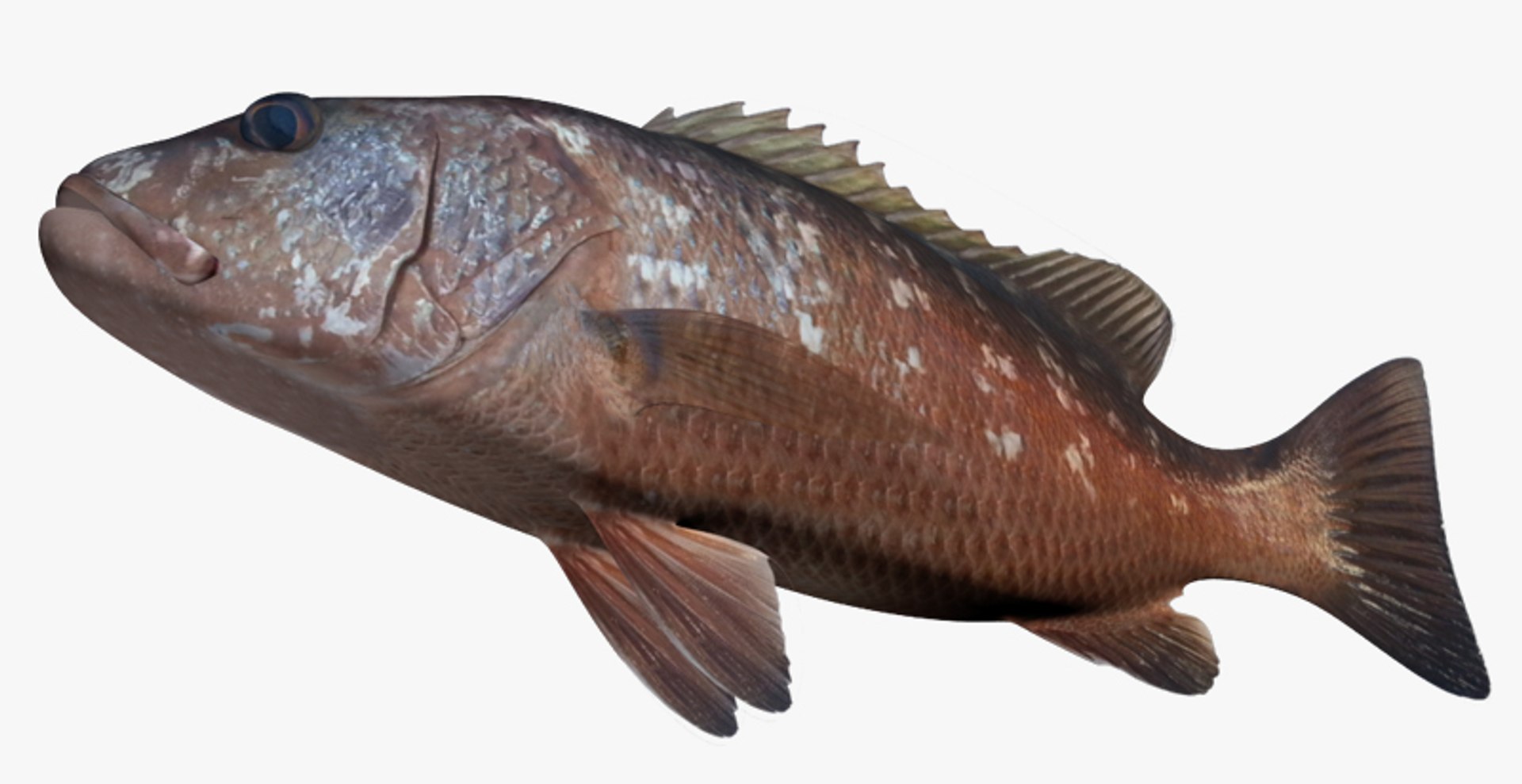 3d Model Pacific Dog Snapper