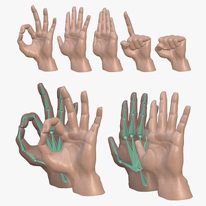 Human Hand - Anatomically Accurate Rigged and Animated with Skin Texture