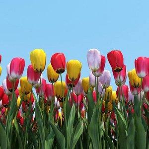 realistic planting tulips flowers 3d model