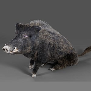 Fur Wild Boar Rigged and Animation in Blender
