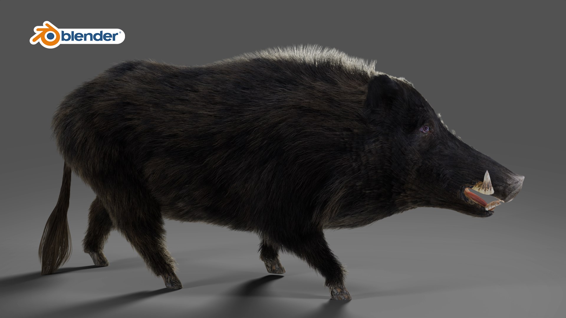 3D Fur Wild Boar Rigged and Animation in Blender model https://p.turbosquid.com/ts-thumb/Uh/zowur9/Zv/08/jpg/1669019333/1920x1080/fit_q87/ac54b20024296dd67bcb220bf8997096b586bab9/08.jpg