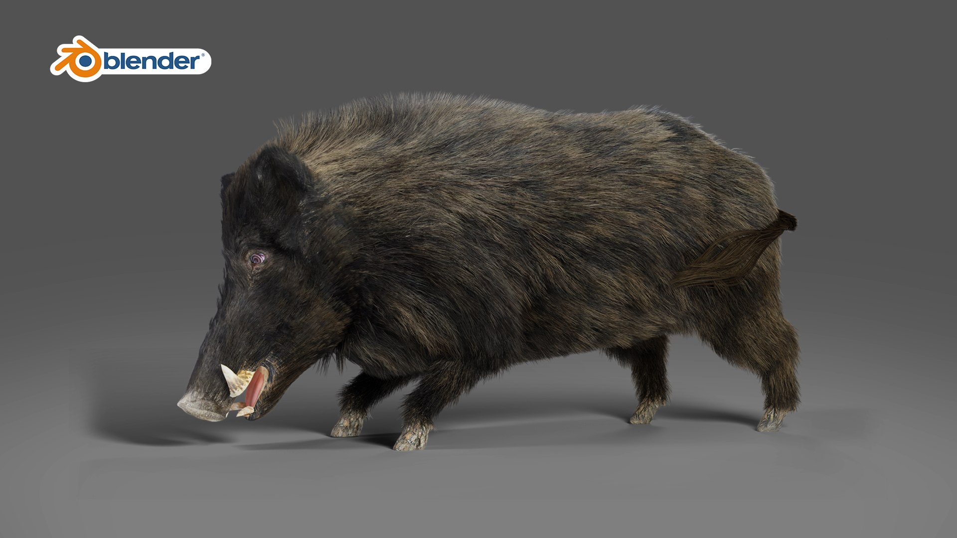 3D Fur Wild Boar Rigged and Animation in Blender model https://p.turbosquid.com/ts-thumb/Uh/zowur9/ri/07/jpg/1669019332/1920x1080/fit_q87/7c47bc9e6fcd91ec74175637584d8f867cac6f0e/07.jpg