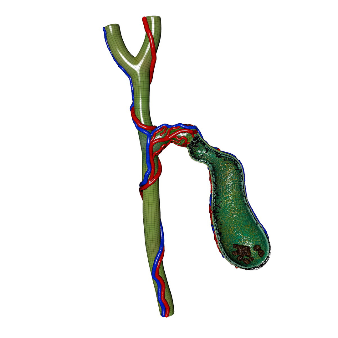 human gall bladder obj