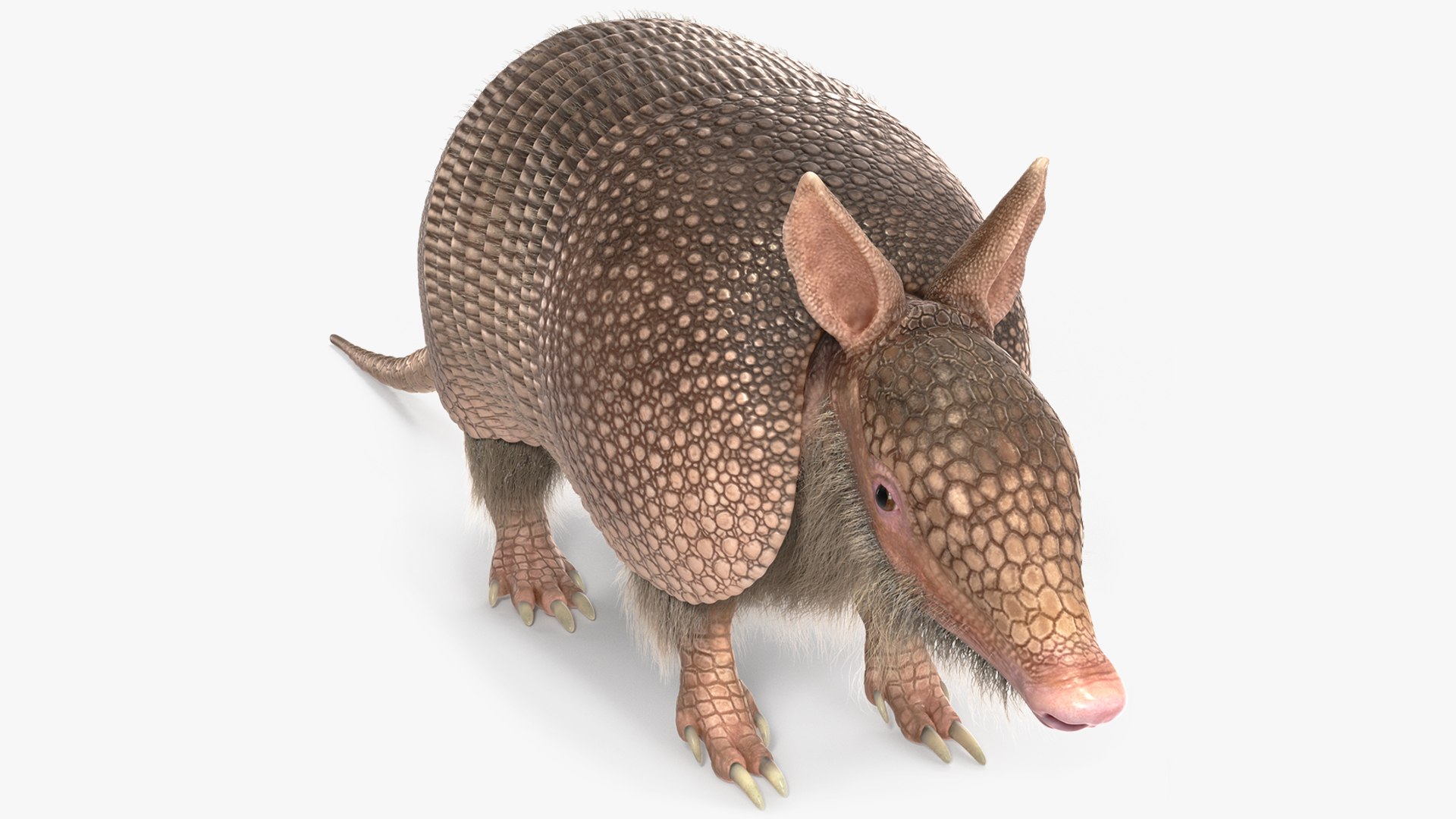 Armadillo Pink Fur 3D model preview