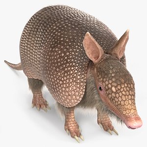 3D model Armadillo Pink Fur