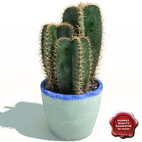Cactus Cereus peruvianus V2