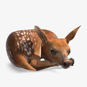 3D Resting White-Tailed Fawn Deer model
