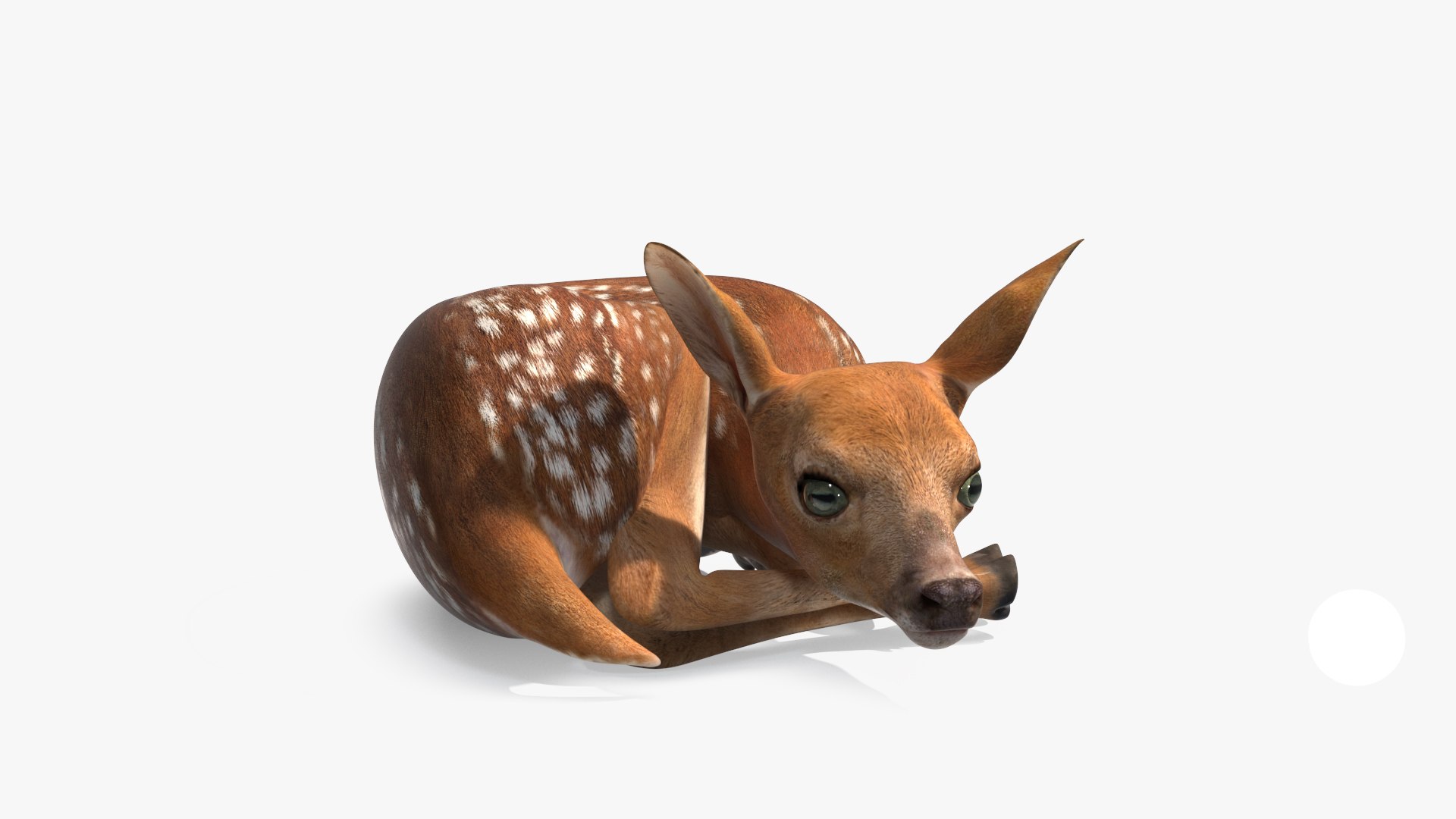 Resting White-Tailed Fawn Deer 3D model preview